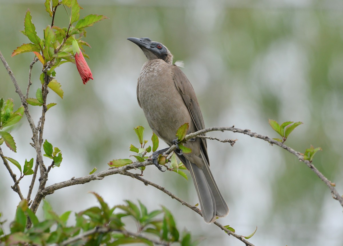 Helmeted Friarbird - ML619637817