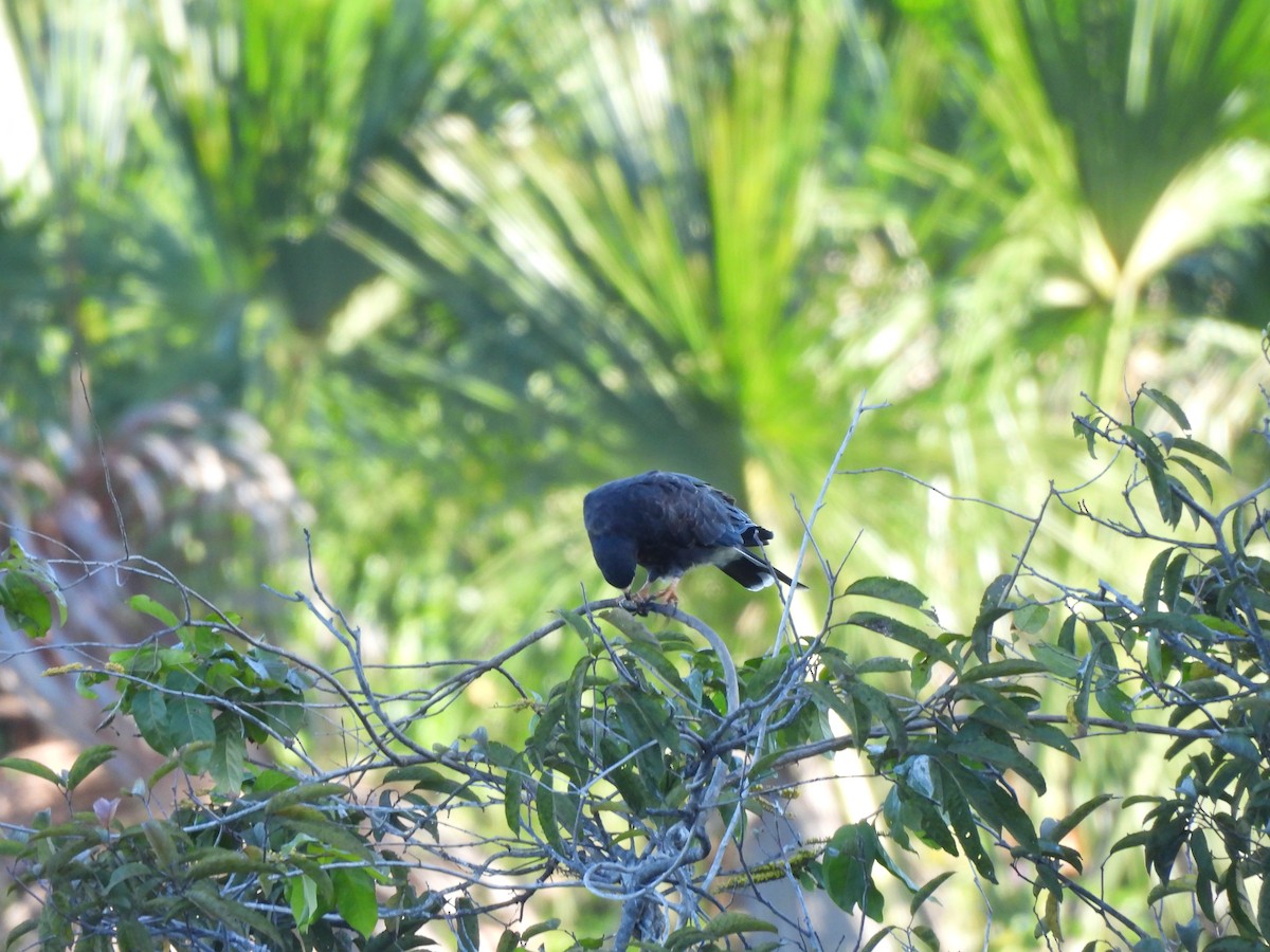 Snail Kite - Iza Alencar