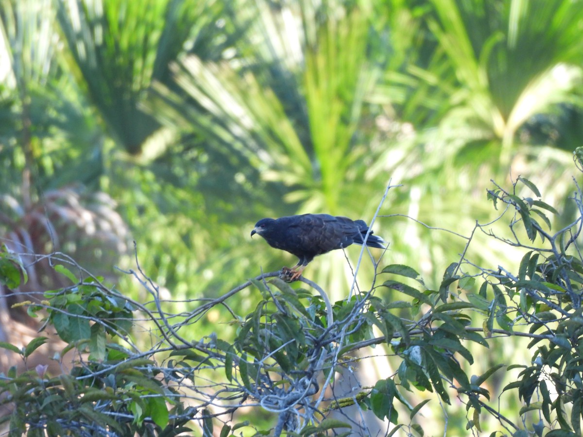 Snail Kite - Iza Alencar