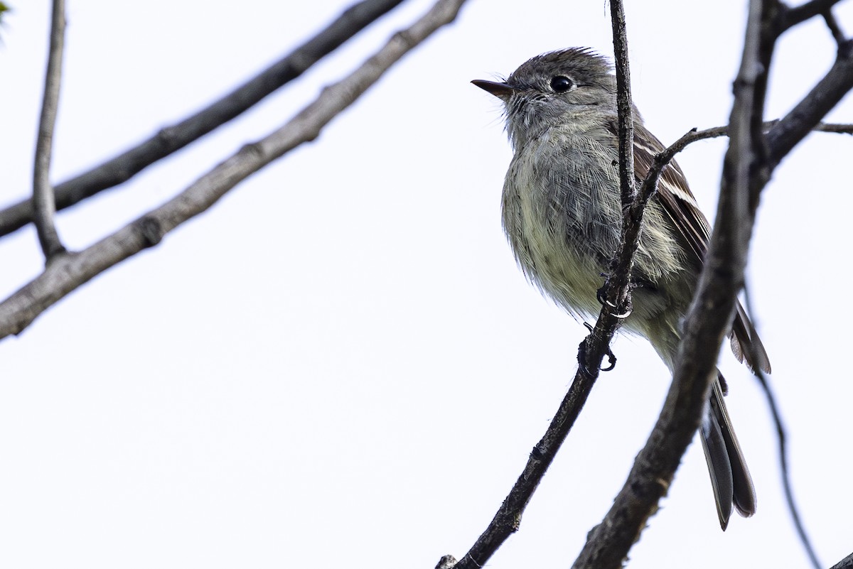 Hammond's Flycatcher - Jef Blake