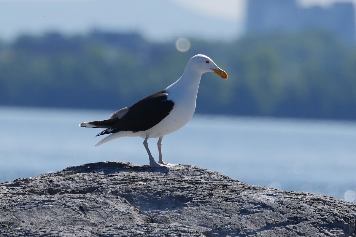 Great Black-backed Gull - Denis Tétreault