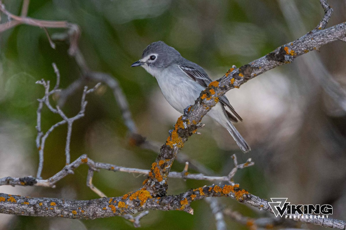 Plumbeous Vireo - Eric Peterson