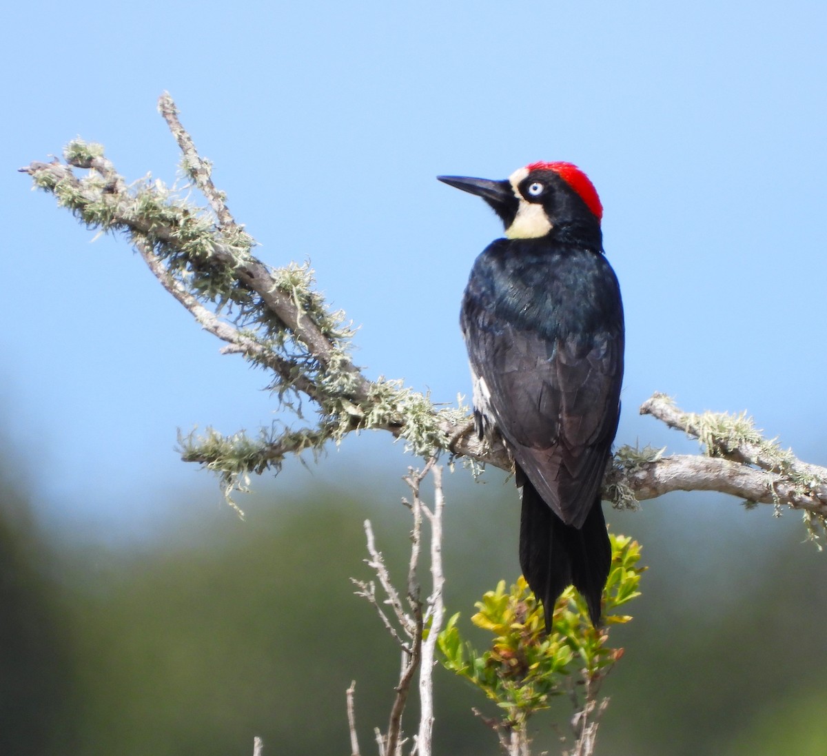 Acorn Woodpecker - Lynn Scarlett