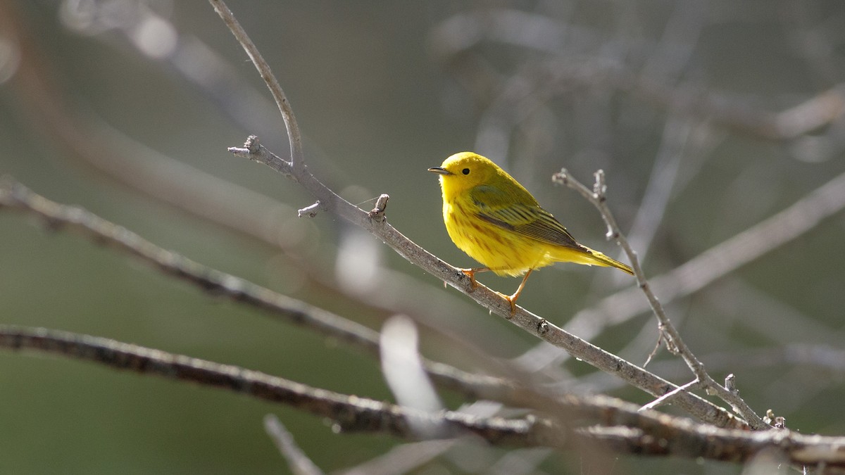 Paruline jaune - ML619637834