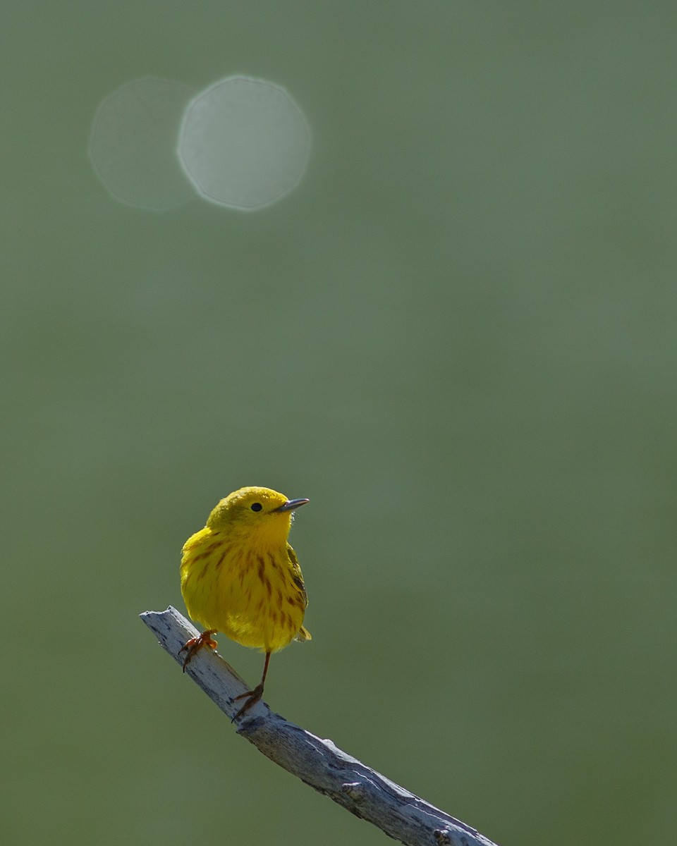 Yellow Warbler - Eric Spink