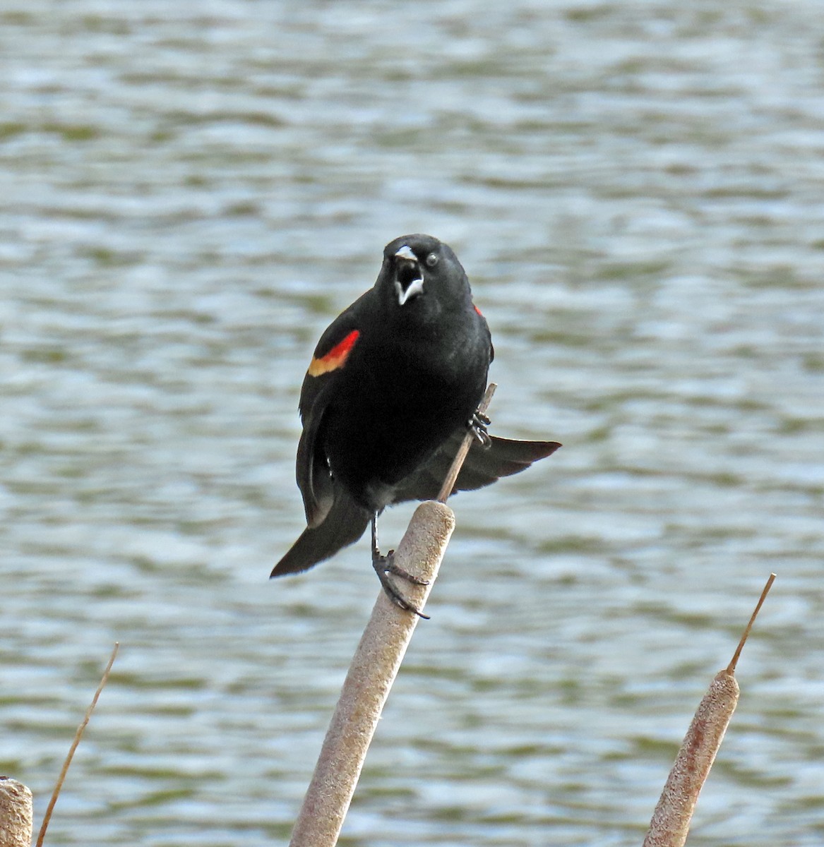 Red-winged Blackbird - JoAnn Potter Riggle 🦤