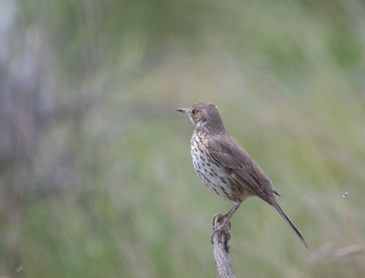 Sage Thrasher - Hillary Smith