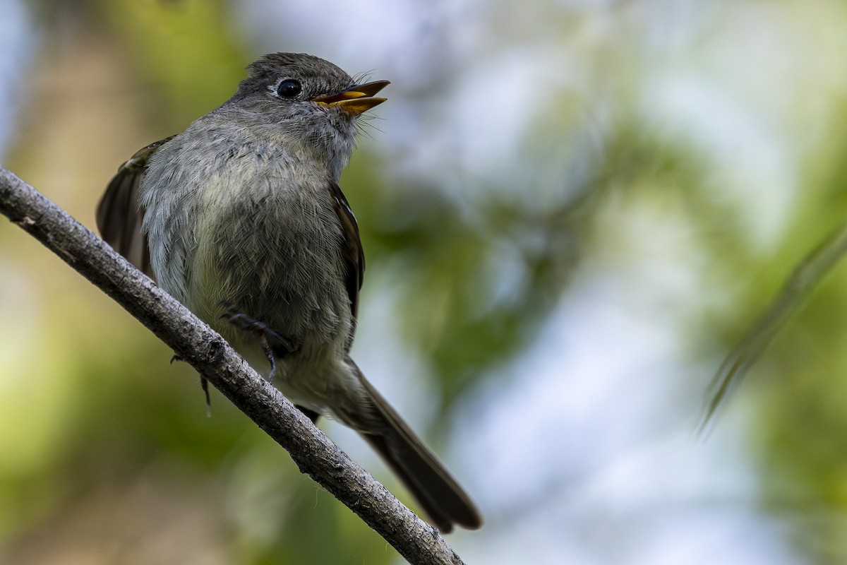 Hammond's Flycatcher - Jef Blake