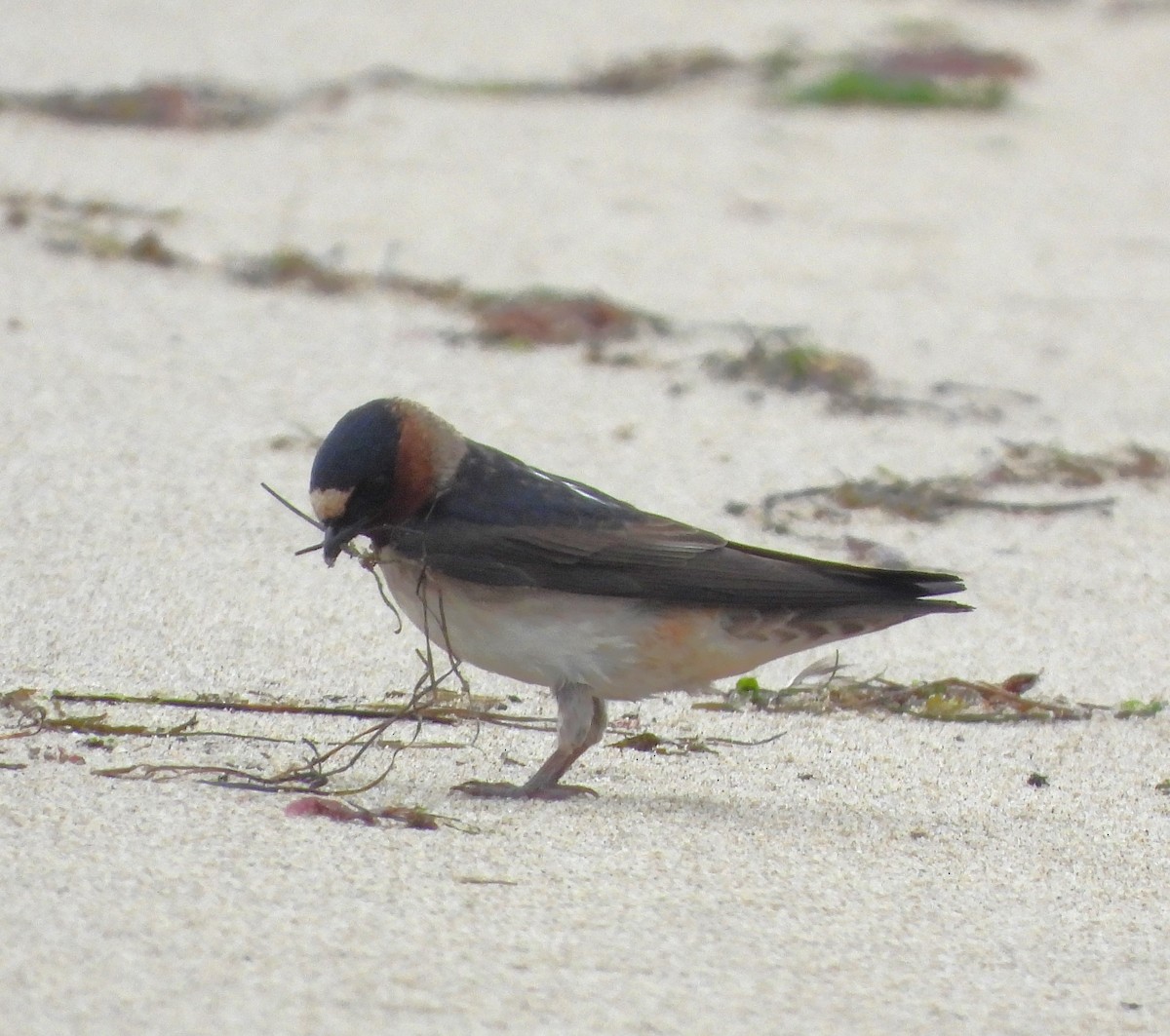 Cliff Swallow - Lynn Scarlett