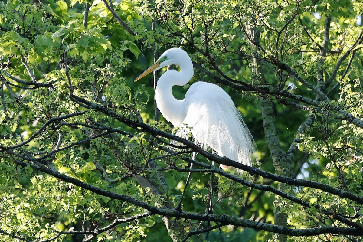 Great Egret - Denis Tétreault