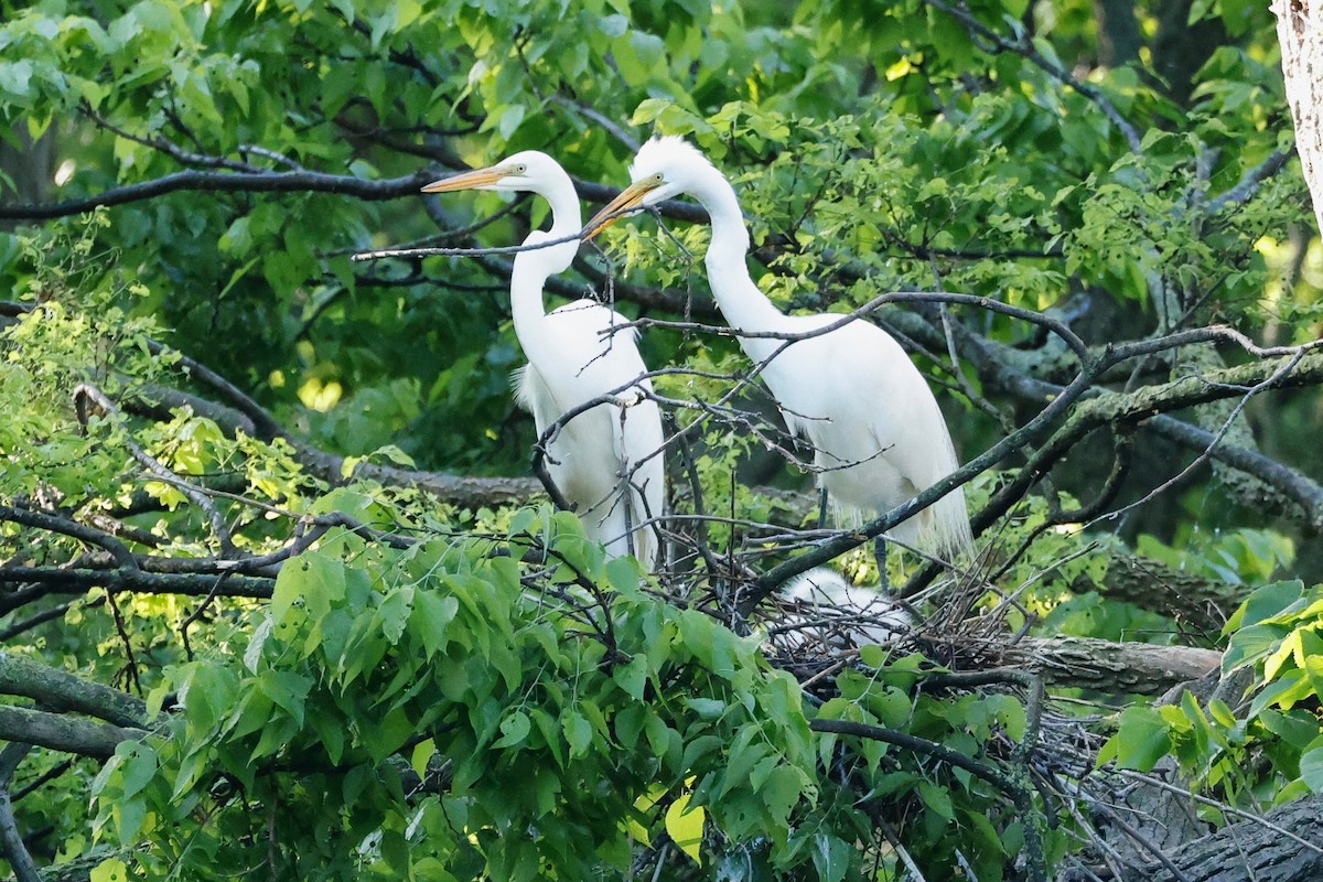 Great Egret - Denis Tétreault