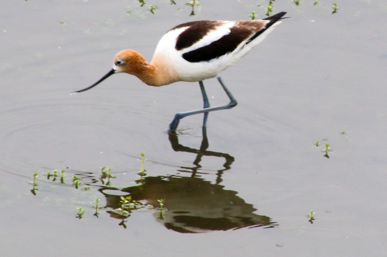 American Avocet - ML619637863