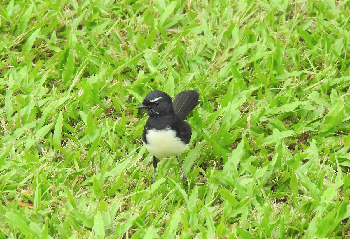 Willie-wagtail - Monica Mesch