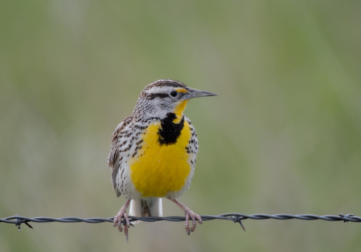 Western Meadowlark - Hillary Smith