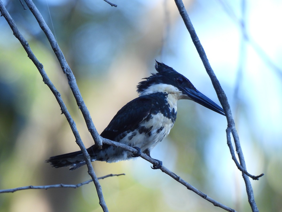 Green Kingfisher - Iza Alencar