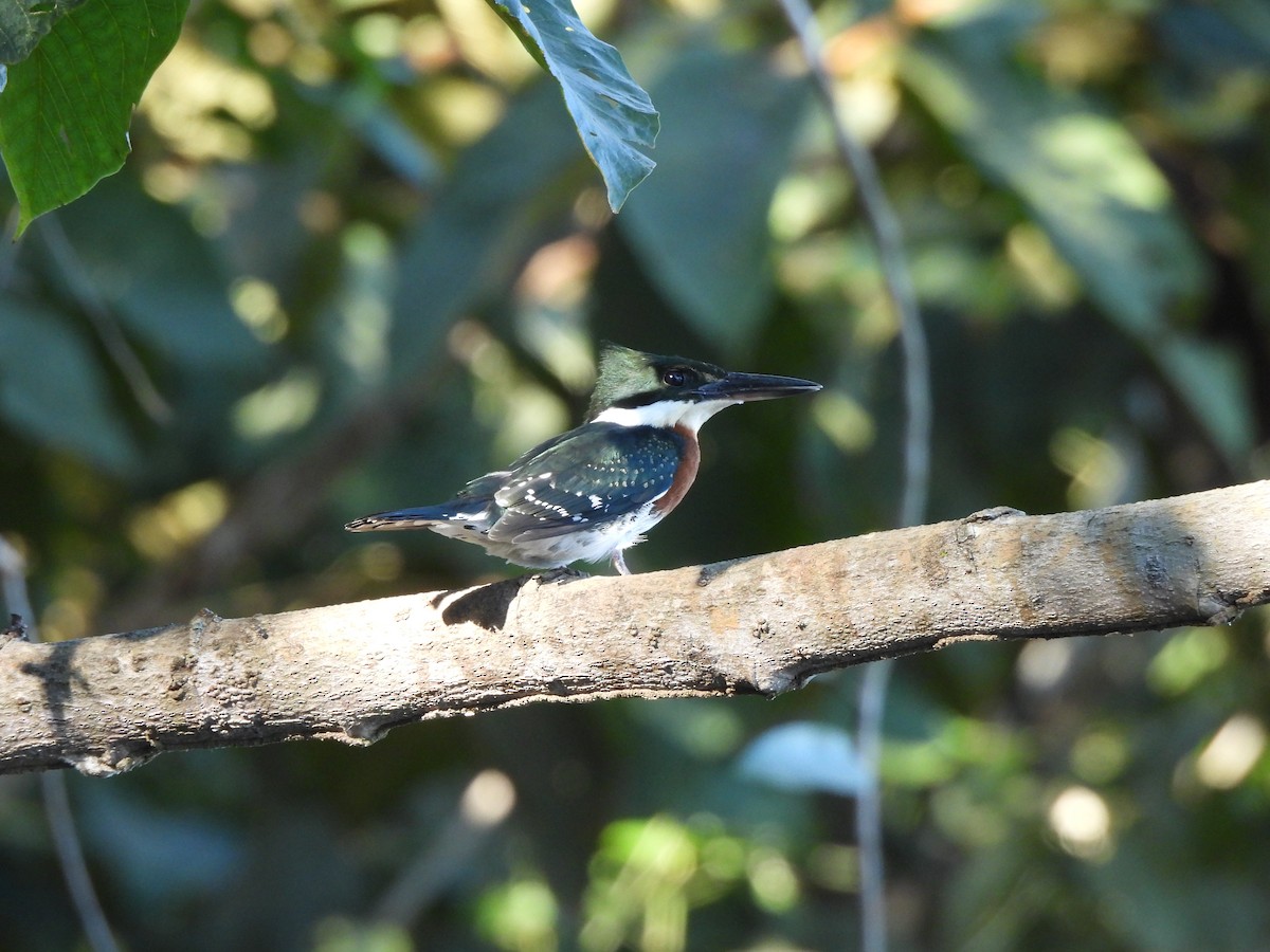 Green Kingfisher - Iza Alencar