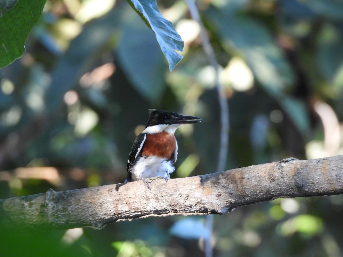 Green Kingfisher - Iza Alencar