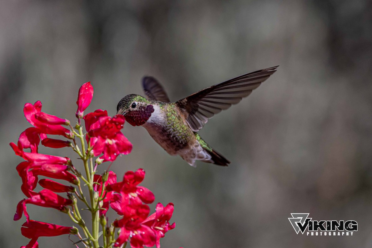 Broad-tailed Hummingbird - ML619637883