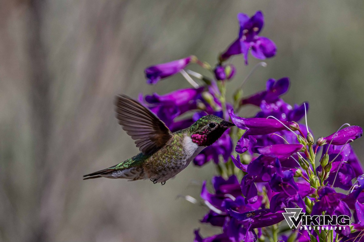 Broad-tailed Hummingbird - Eric Peterson