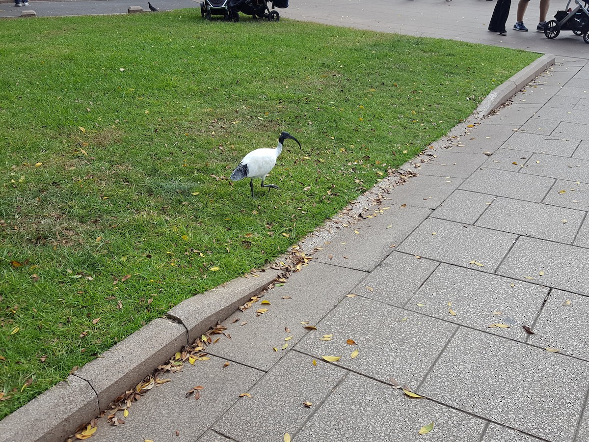 Australian Ibis - Anonymous