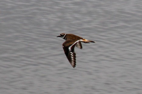 Killdeer - Nick Krolikowski