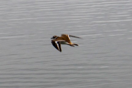 Killdeer - Nick Krolikowski