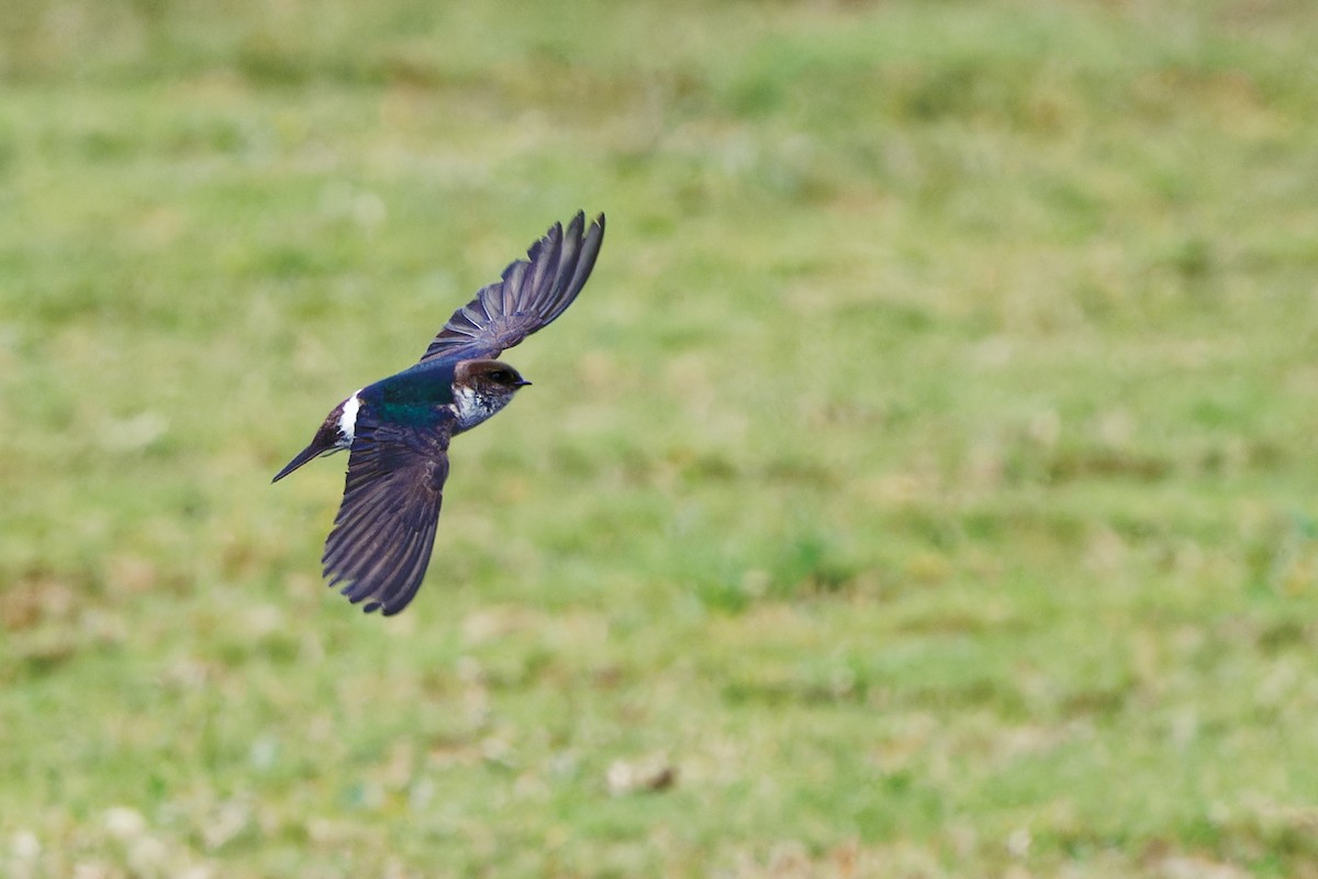 Violet-green Swallow - Zhennong Li