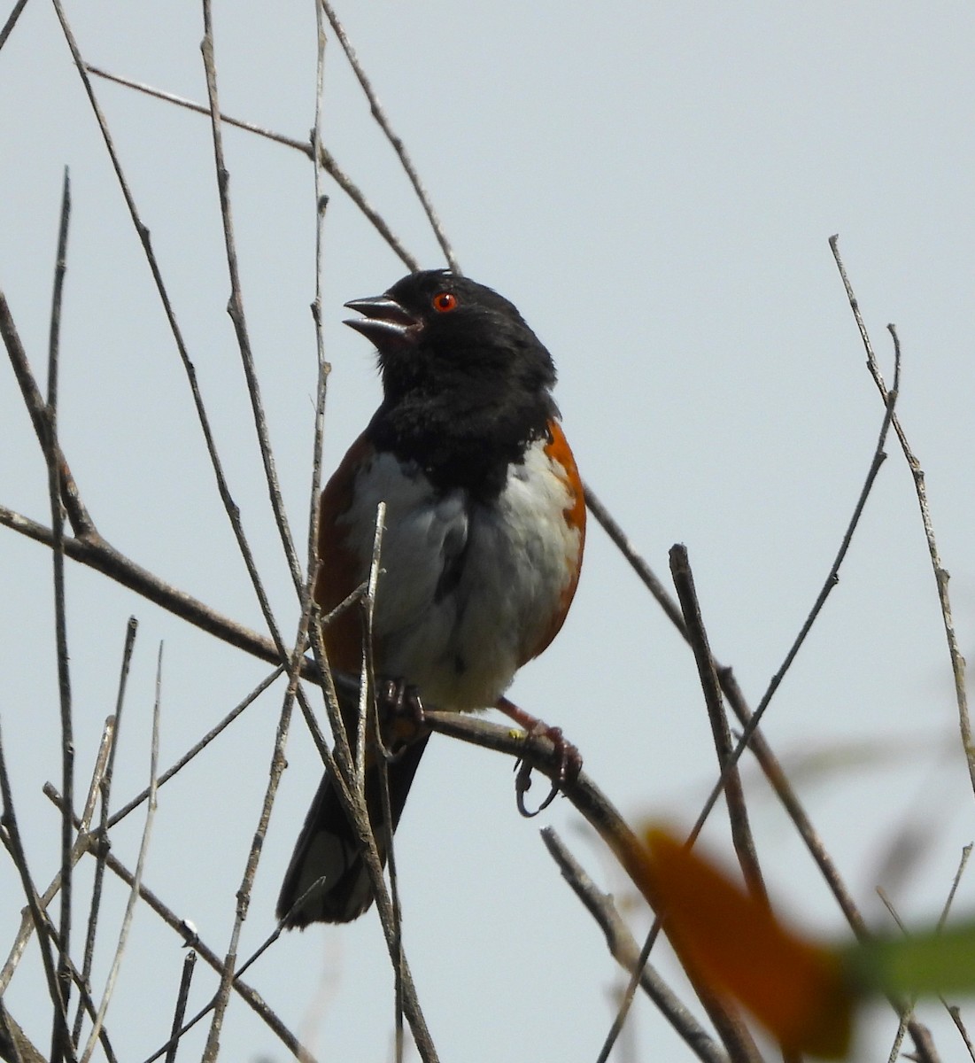 Spotted Towhee - Lynn Scarlett