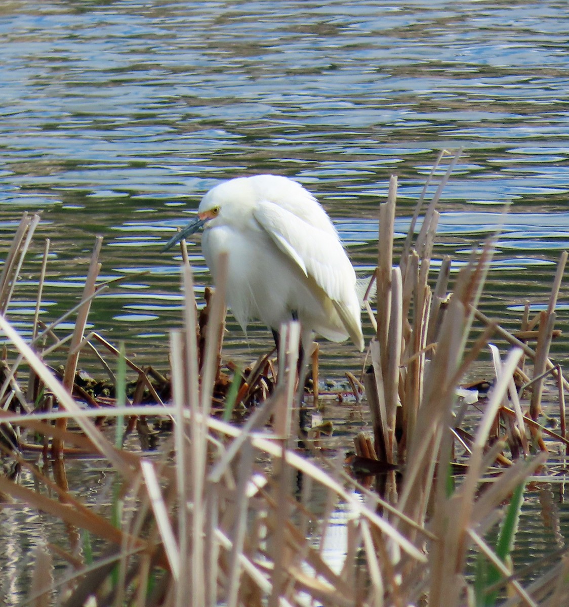 Snowy Egret - ML619637900