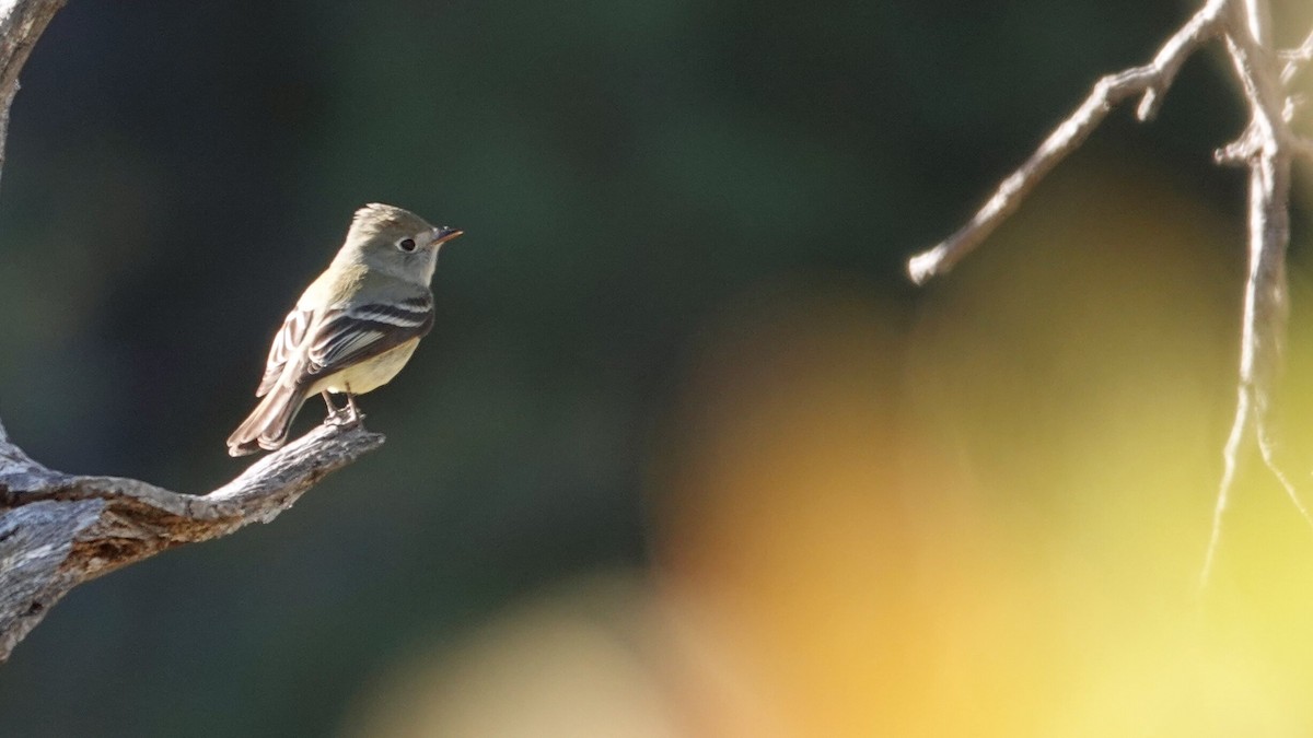 Hammond's Flycatcher - leo wexler-mann