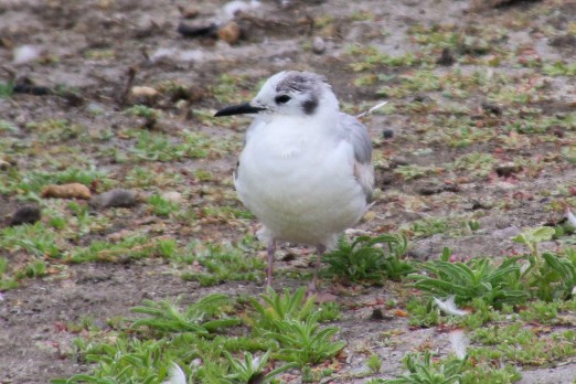 Bonaparte's Gull - Nick Krolikowski