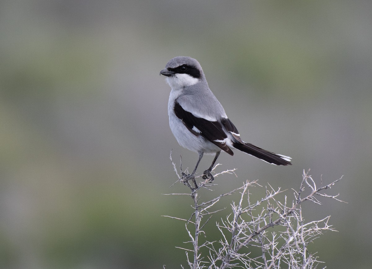 Loggerhead Shrike - ML619637907