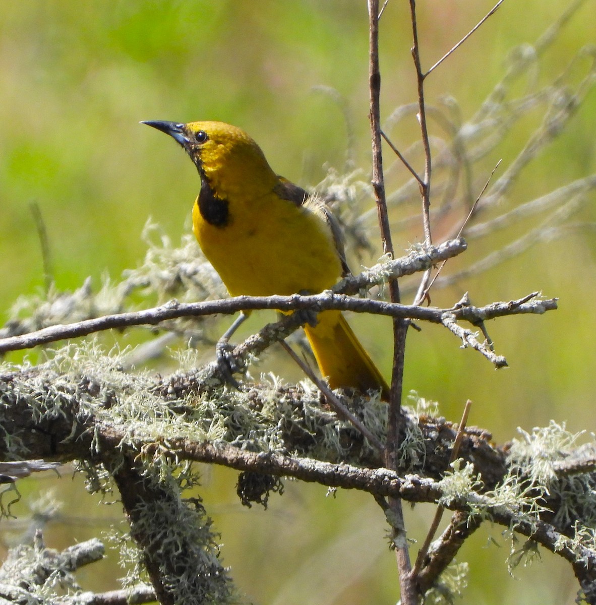 Hooded Oriole - Lynn Scarlett