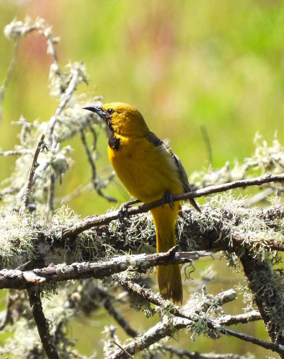 Hooded Oriole - Lynn Scarlett