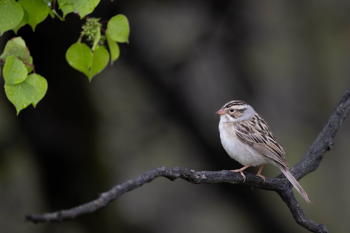 Clay-colored Sparrow - ML619637923