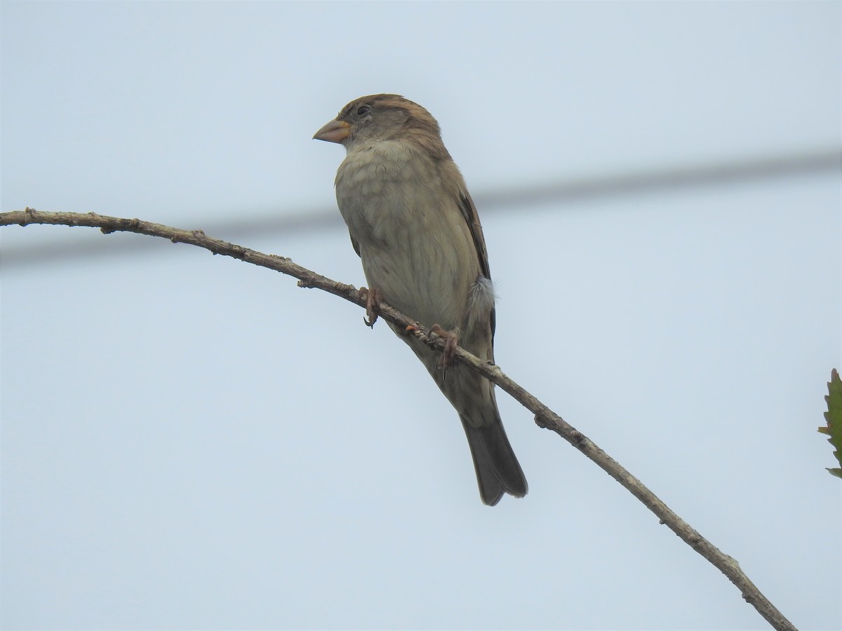 House Sparrow - Monica Mesch