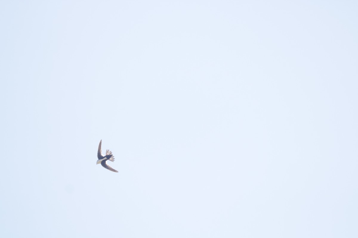 White-throated Swift - ML619637930