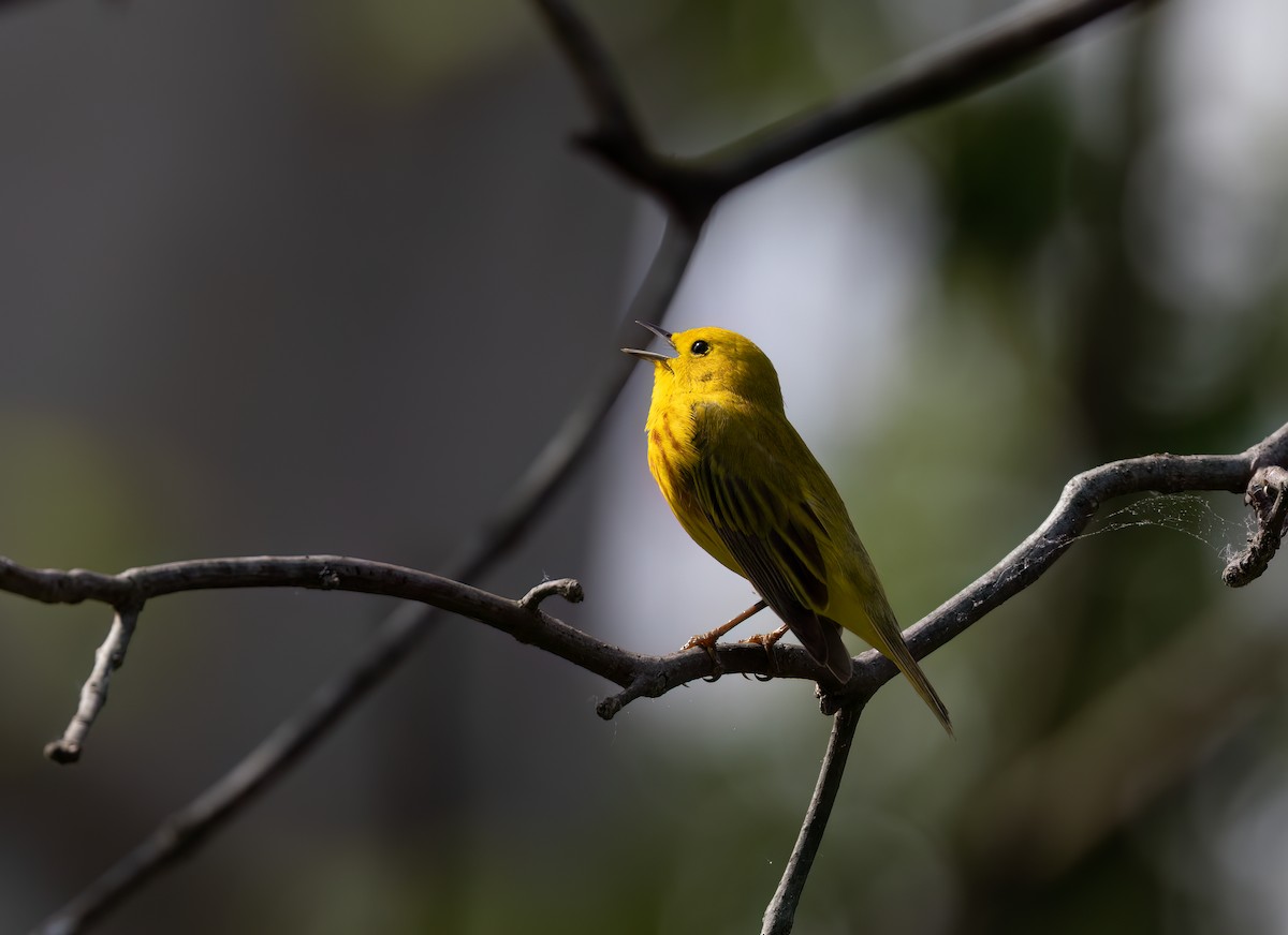 Yellow Warbler (Northern) - Cristina Avila