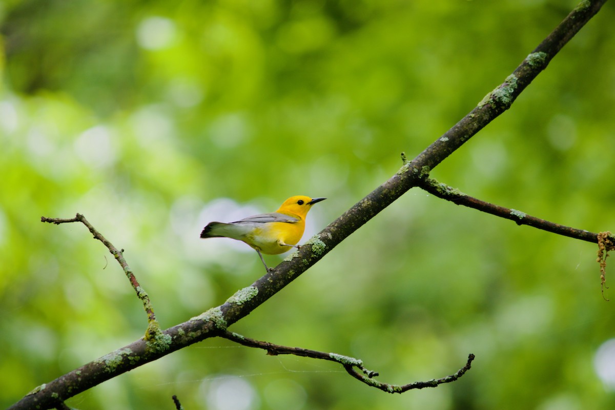 Prothonotary Warbler - ML619637936