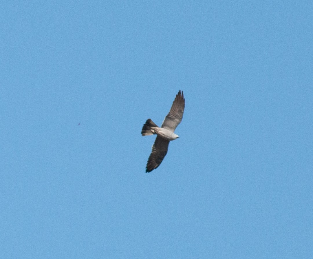 Mississippi Kite - Stephen Brenner