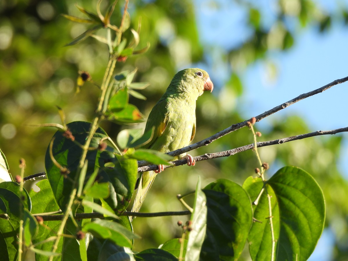 Yellow-chevroned Parakeet - Iza Alencar