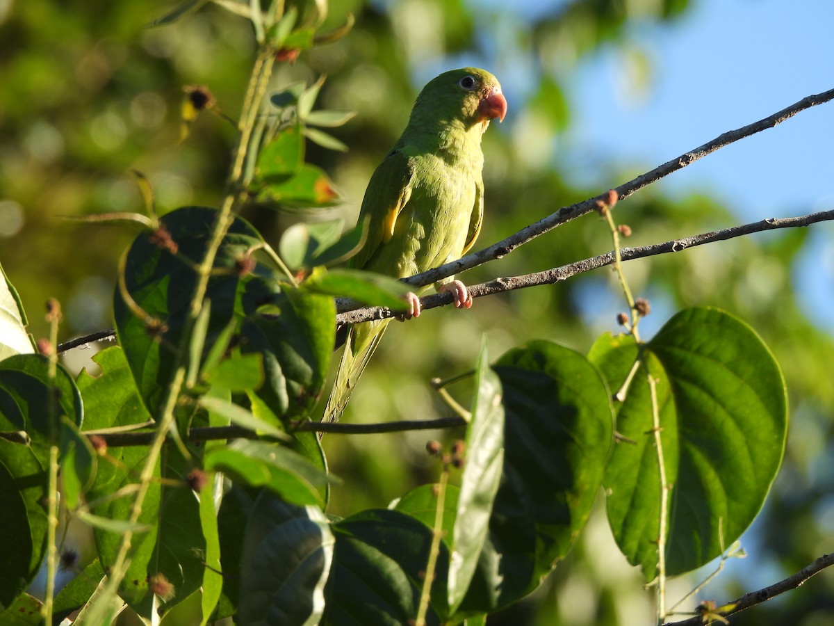 Yellow-chevroned Parakeet - ML619637940