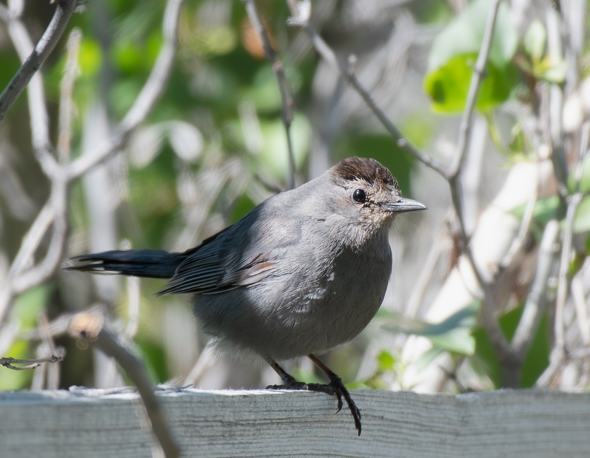 Gray Catbird - Hillary Smith