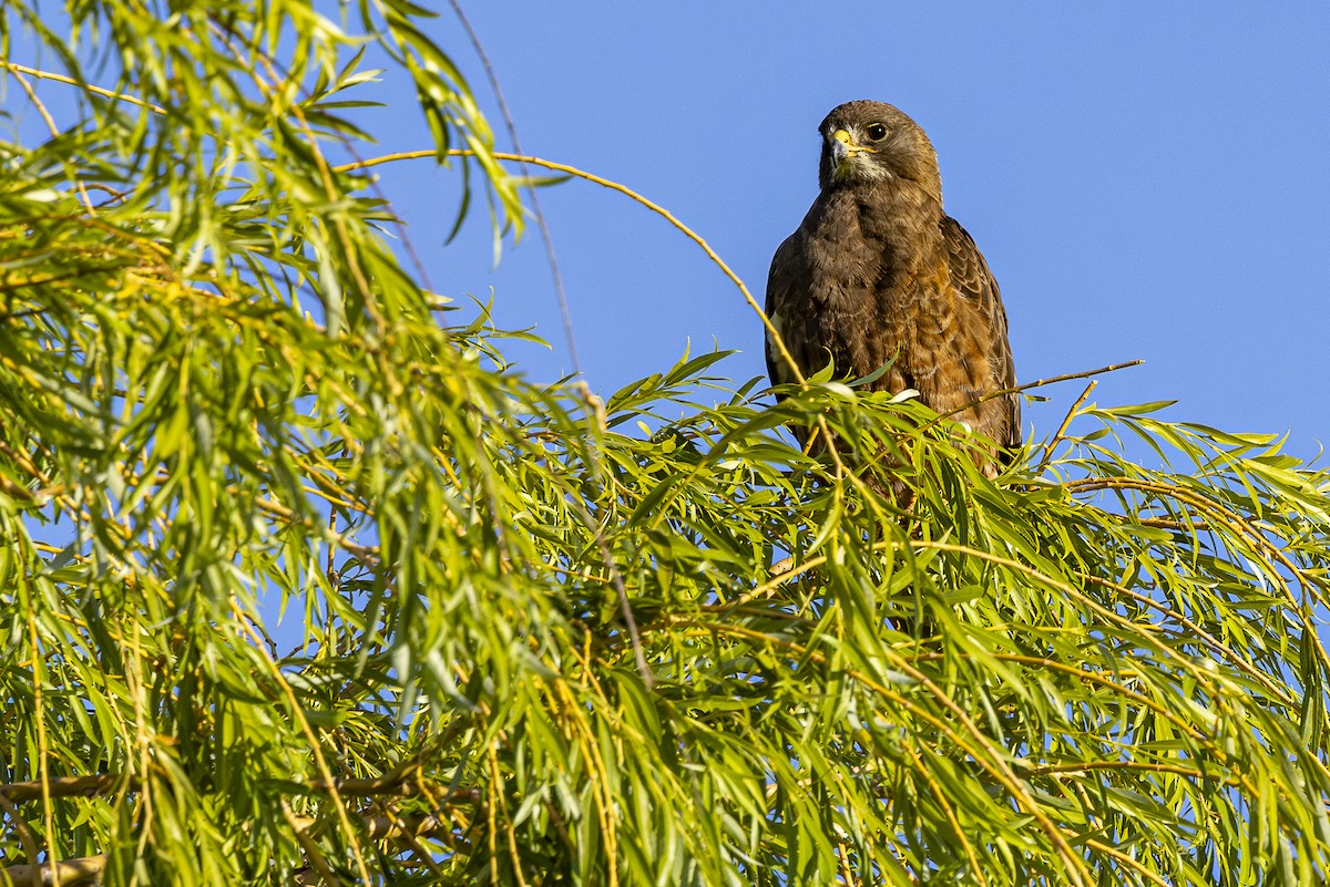 Swainson's Hawk - Jef Blake