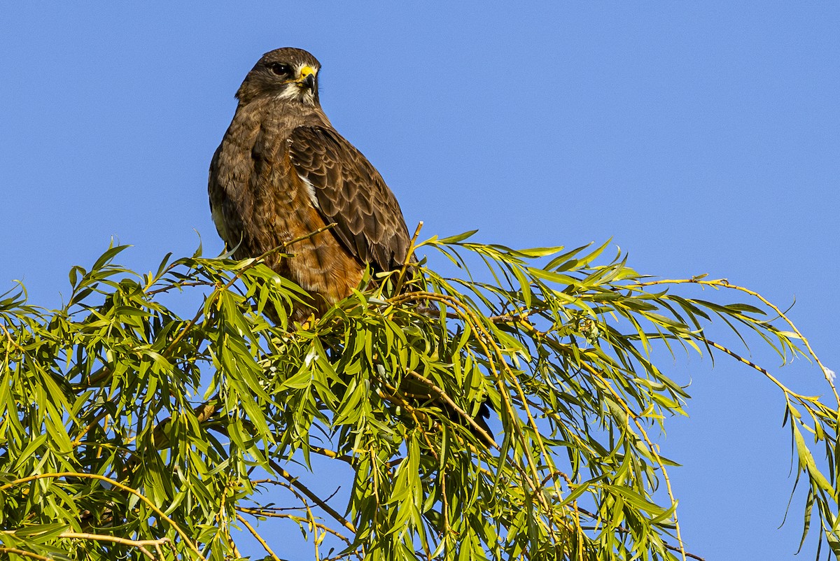 Swainson's Hawk - Jef Blake