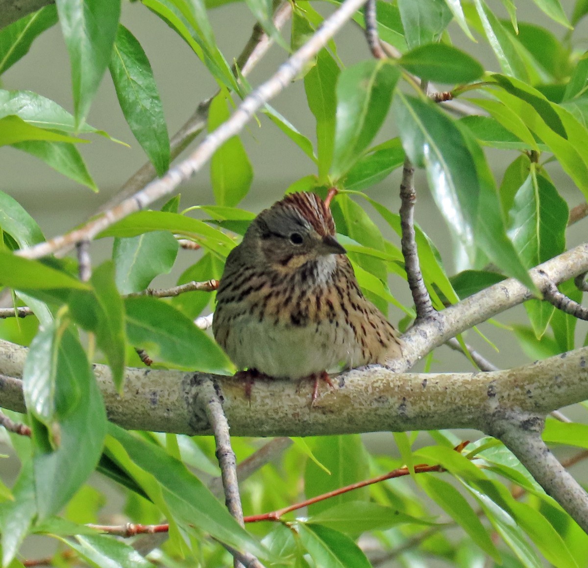 Lincoln's Sparrow - JoAnn Potter Riggle 🦤