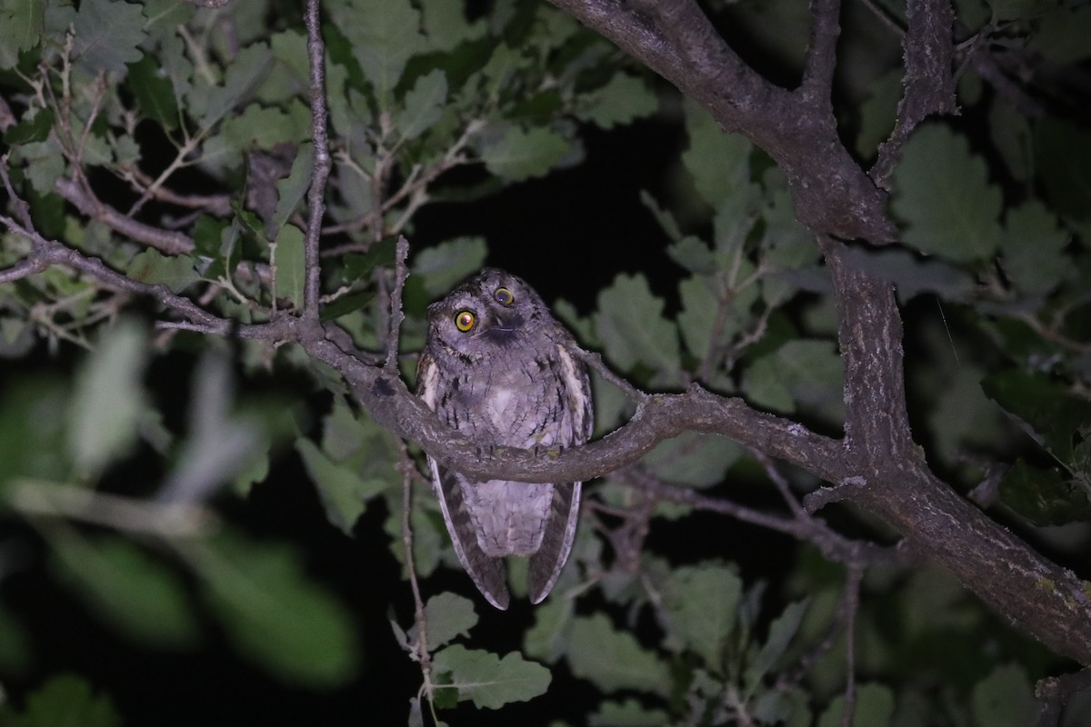 Eurasian Scops-Owl - Thomas Galewski