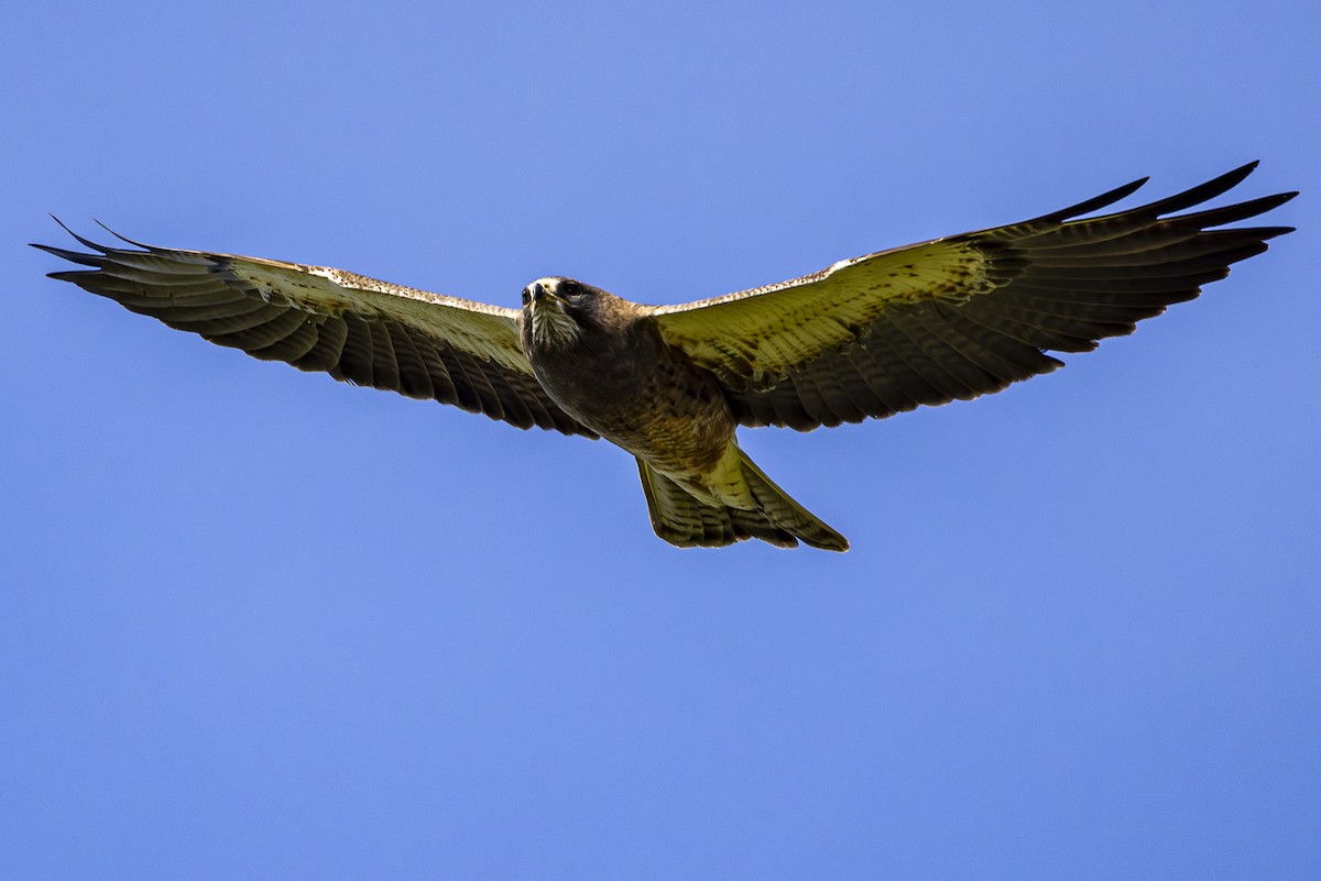 Swainson's Hawk - Jef Blake