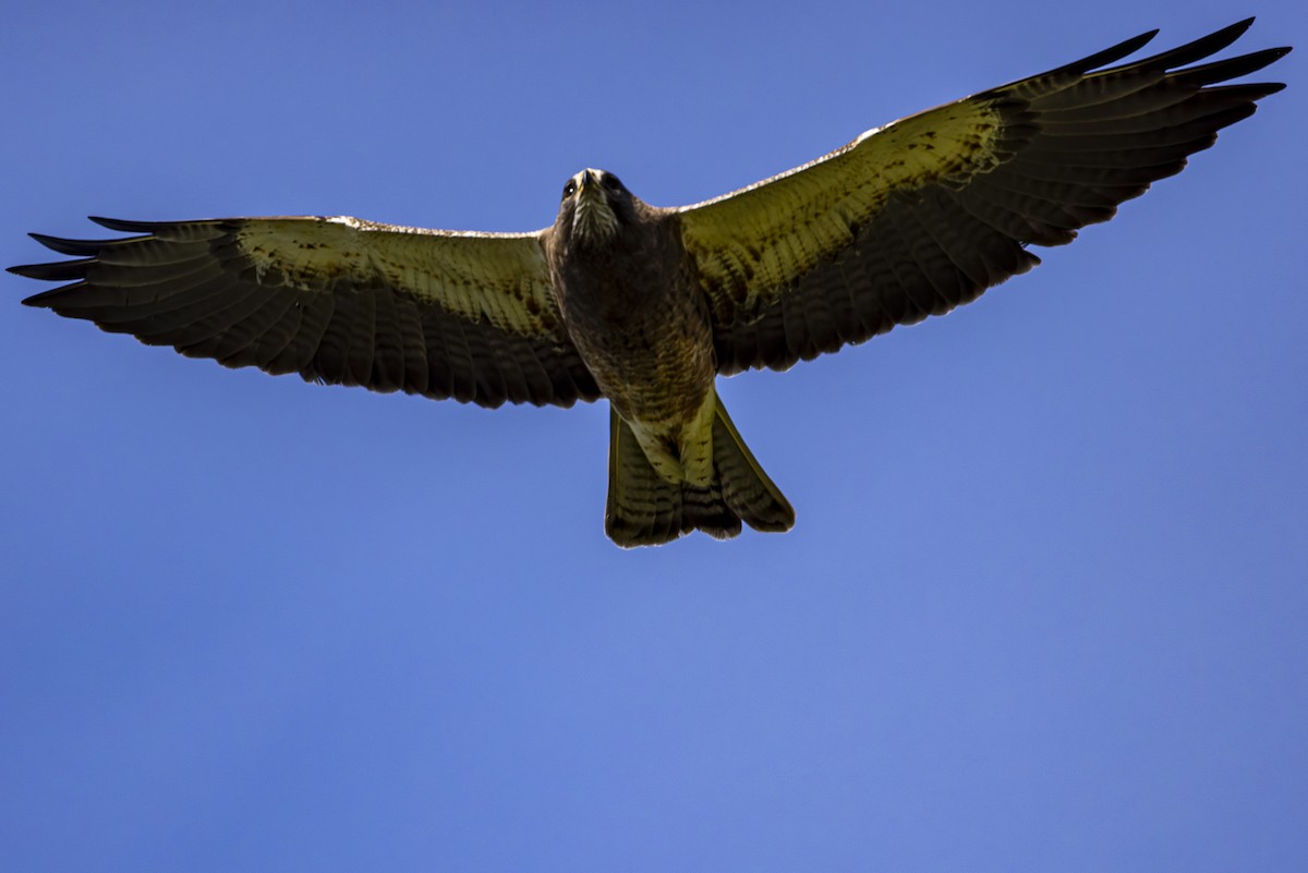 Swainson's Hawk - Jef Blake