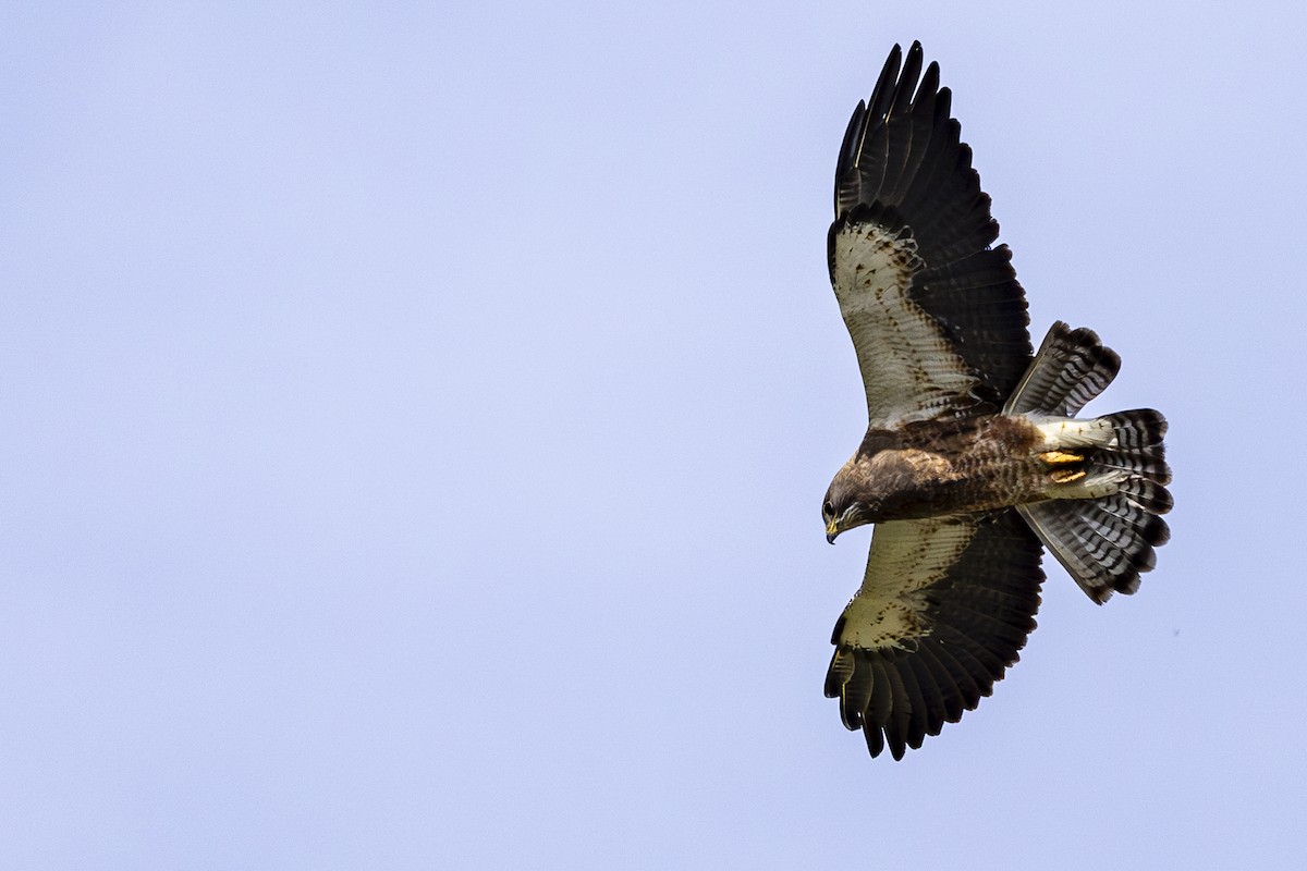 Swainson's Hawk - Jef Blake